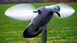 Balaban MOJO Pigeon - Holub