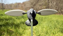 Balaban MOJO Pigeon - Holub