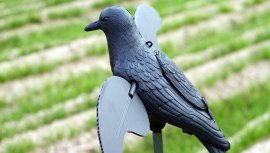 Balabán MOJO Crow - Vrana
