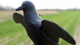 Balabán MOJO Crow - Vrana