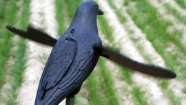Balabán MOJO Crow - Vrana