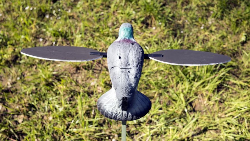 Balaban MOJO Pigeon - Holub
