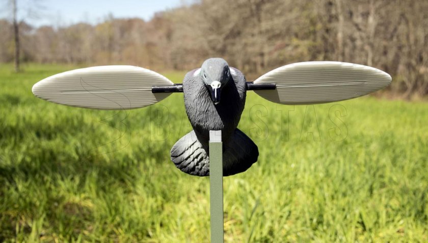 Balaban MOJO Pigeon - Holub