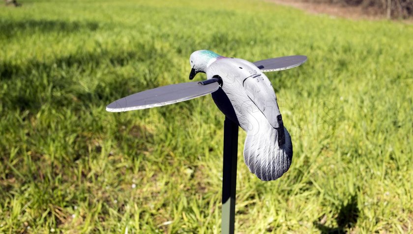 Balaban MOJO Pigeon - Holub