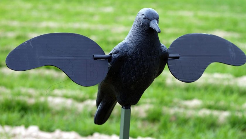 Balabán MOJO Crow - Vrana