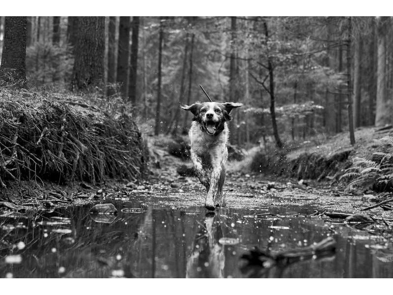 GPS lokátor Dogtrace DOG GPS X30T